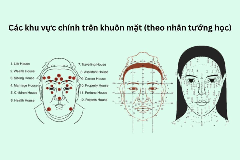 Ứng dụng nhân tướng học bản đồ 12 cung nhân tướng học trên khuôn mặt, có thể liên kết với khái niệm Thần – Hình – Khí – Sắc trong quan sát con người. Trong quản trị nhân sự, đây chỉ nên coi là công cụ bổ trợ để hiểu thêm về trạng thái tâm lý và sự gắn kết, chứ không thay thế được các phương pháp khoa học (HR Analytics, competency frameworks, psychometric tests).